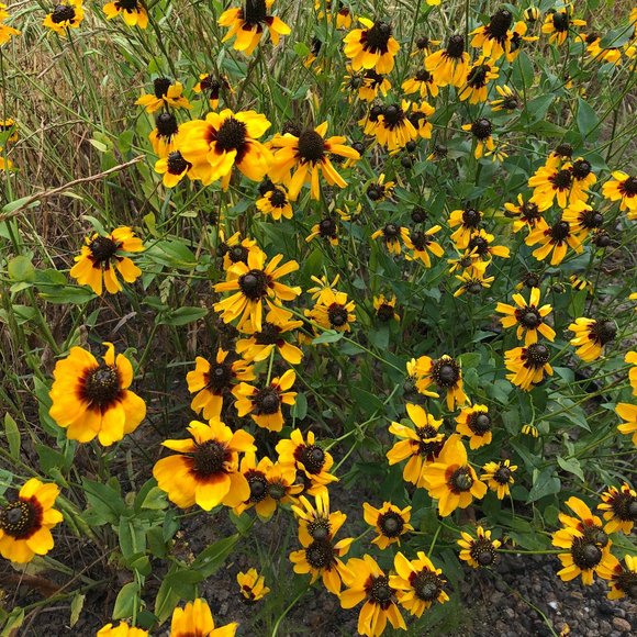 Welcome to my 2025 Posh Closet! - Picture 10 of 10